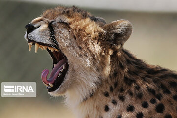 National day of protecting Asiatic cheetah in Iran