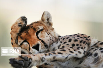 National day of protecting Asiatic cheetah in Iran