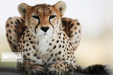 National day of protecting Asiatic cheetah in Iran