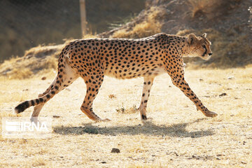 National day of protecting Asiatic cheetah in Iran