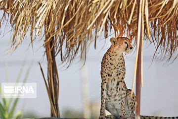 National day of protecting Asiatic cheetah in Iran