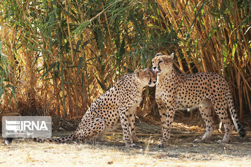 National day of protecting Asiatic cheetah in Iran