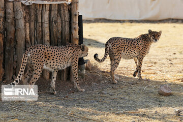 National day of protecting Asiatic cheetah in Iran