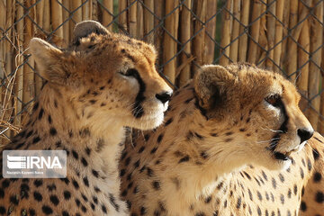 National day of protecting Asiatic cheetah in Iran