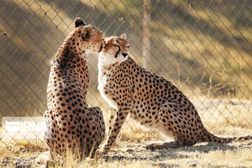 National day of protecting Asiatic cheetah in Iran