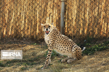 National day of protecting Asiatic cheetah in Iran