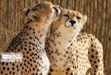 National day of protecting Asiatic cheetah in Iran