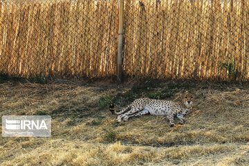 National day of protecting Asiatic cheetah in Iran