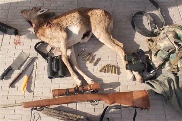 شکارچیان میش وحشی در همدان به پرداخت جزای نقدی محکوم شدند