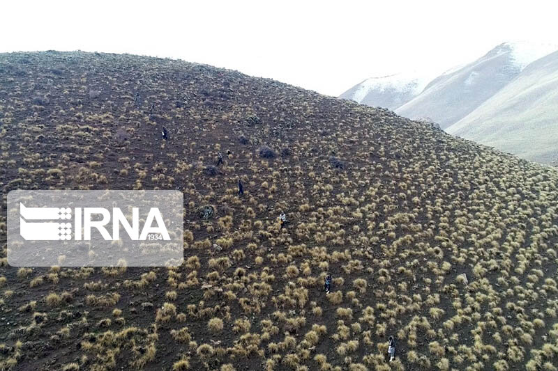 بذر یونجه در ۲۳۴ هکتار از دیمزارهای کم بازده کردستان توزیع شد