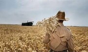 ۲۴ هزار و ۸۹۱ تن گندم از کشاورزان در بروجرد خریداری شد