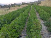 بازدهی خوب گیاه دارویی چای ترش در مزارع جهرم 