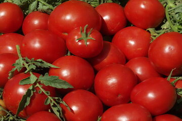  برداشت گوجه خارج از فصل در فنوج آغاز شد