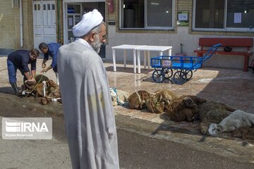 نظارت ۵۴ گروه دامپزشکی بر ذبح بهداشتی دام قربانی در همدان 