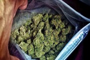 ۴۵۰ کیلوگرم ماده مخدر «گُل» در بوکان کشف شد