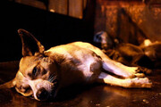 مرگ اخلاق در سگ کُشی
