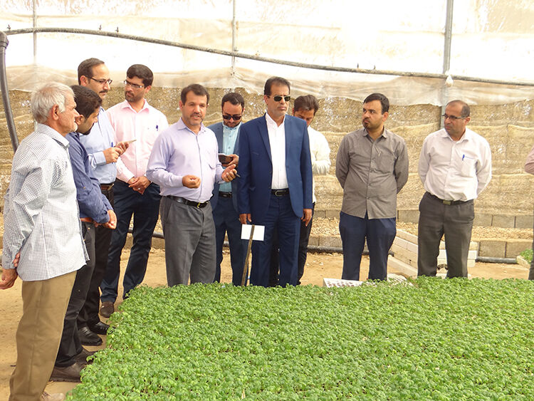 ۸۱ هکتار از اراضی شهرستان دشتی کشت گلخانه می‌شود