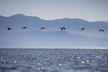 لایروبی، مشکل تالاب میانکاله را برطرف نمی‌کند 