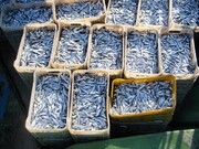 صید ماهی کیلکا در مازندران به  ۲هزارو ۶۶۰تن رسید

