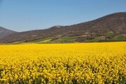 کشت به موقع کلزا موجب افزایش محصول تولیدی می‌شود