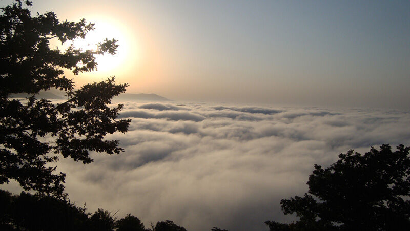 Iran's Abr Forest: Forest surrounded by clouds - IRNA English