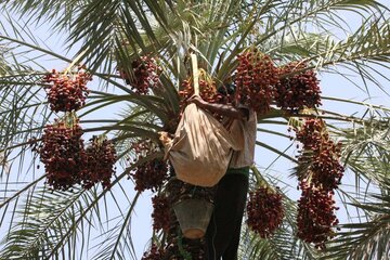 برداشت خرما از نخلستان های جنوب استان کرمان