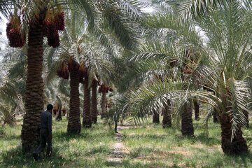 برداشت خرما از نخلستان های جنوب استان کرمان