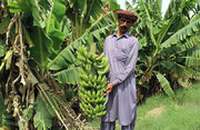 سالانه ۱۲۰ هزار تن موز در زرآباد سیستان و بلوچستان تولید می‌شود