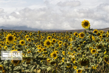 Sunflower plains in northern Iran