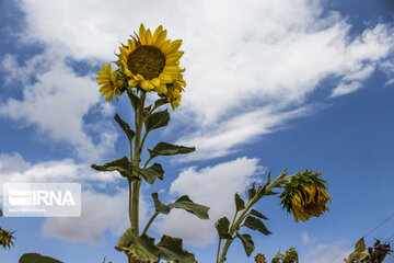 Sunflower plains in northern Iran