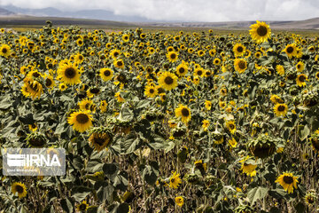 Sunflower plains in northern Iran