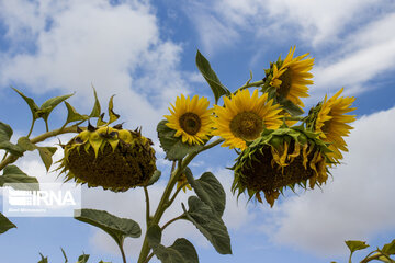 Sunflower plains in northern Iran