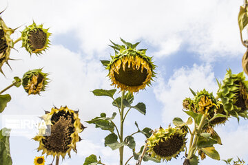 Sunflower plains in northern Iran