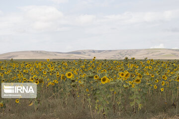 Sunflower plains in northern Iran