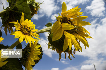 Sunflower plains in northern Iran