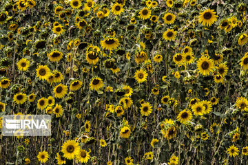 Sunflower plains in northern Iran