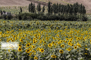 Sunflower plains in northern Iran