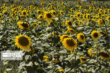 Sunflower plains in northern Iran