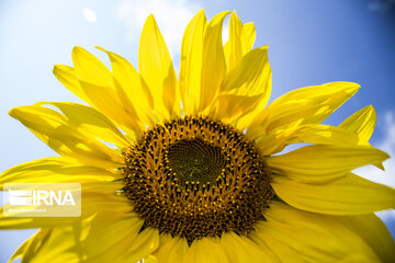 Sunflower plains in northern Iran