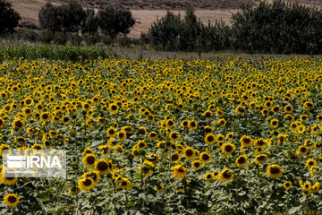 Sunflower plains in northern Iran