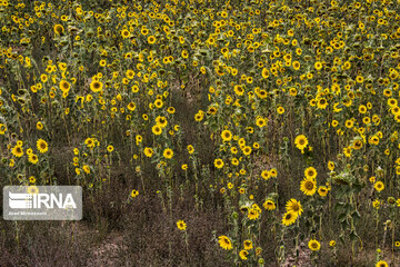 Sunflower plains in northern Iran