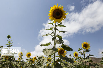 Sunflower plains in northern Iran