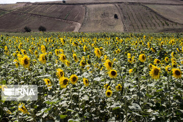 Sunflower plains in northern Iran