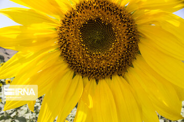 Sunflower plains in northern Iran