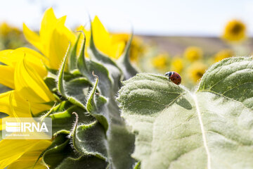 Sunflower plains in northern Iran