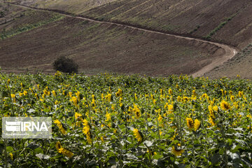 Sunflower plains in northern Iran