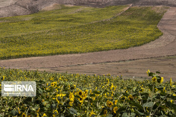 Sunflower plains in northern Iran