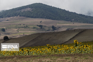 Sunflower plains in northern Iran