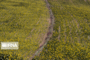 Sunflower plains in northern Iran