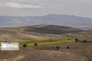 Sunflower plains in northern Iran